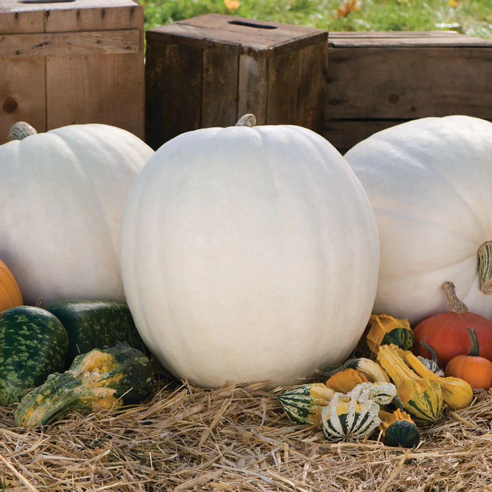 Casper White Pumpkin - Image 5