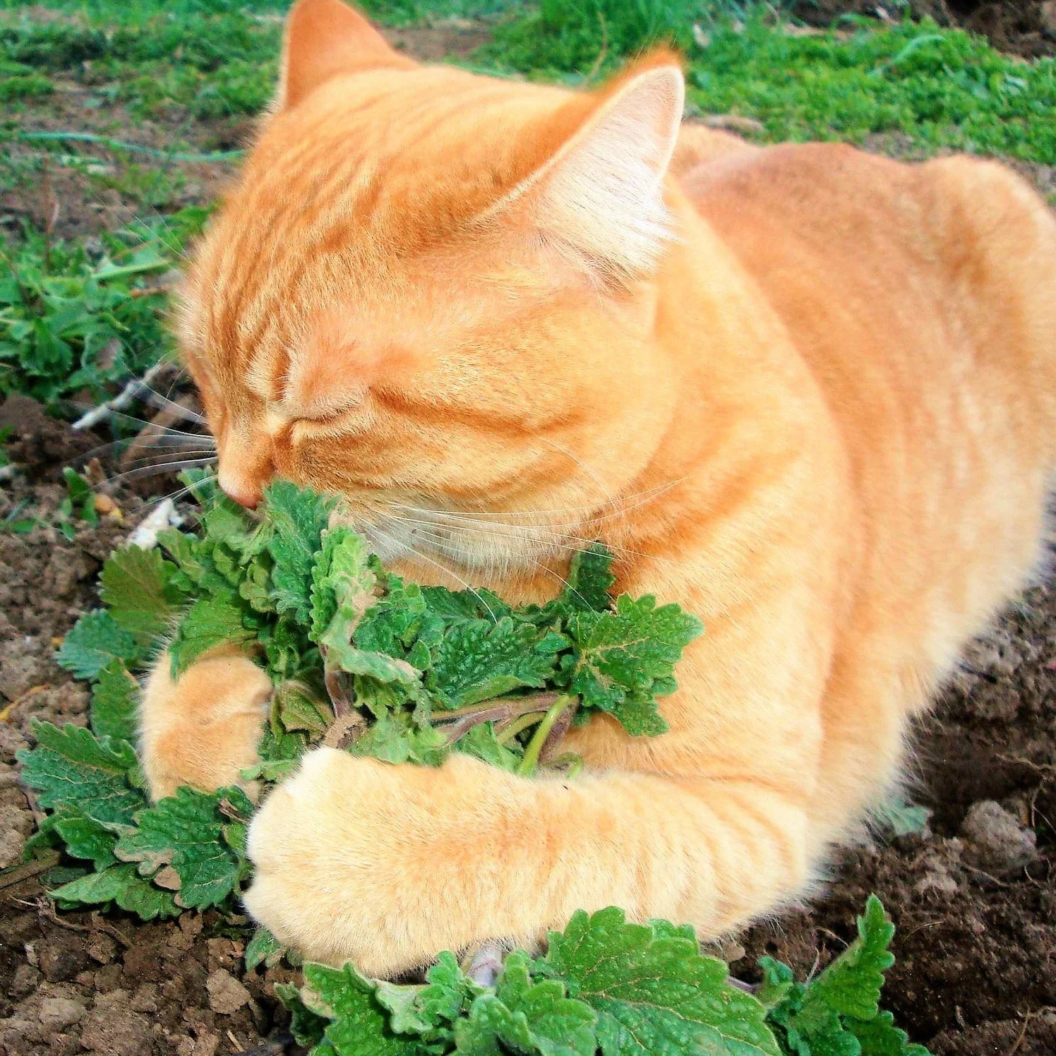 Catnip
