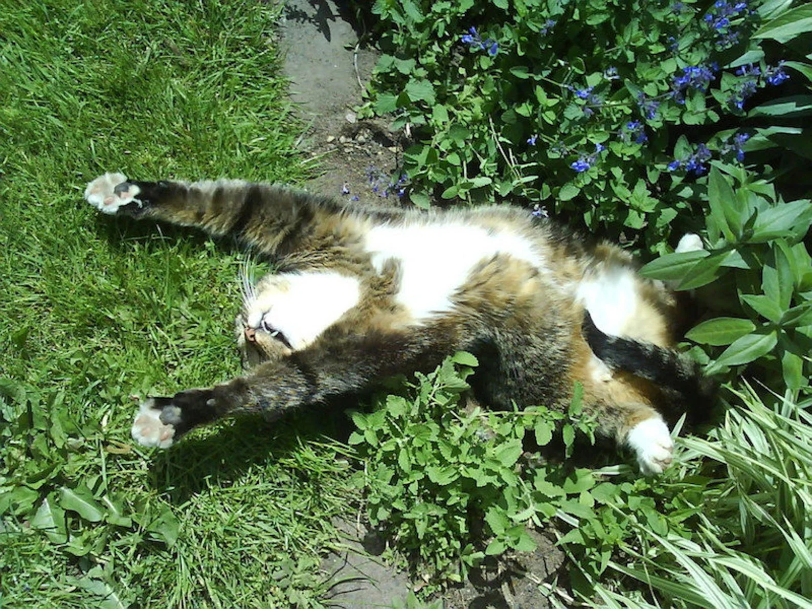 Catnip - Image 2