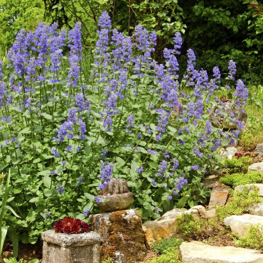 Catnip - Image 4