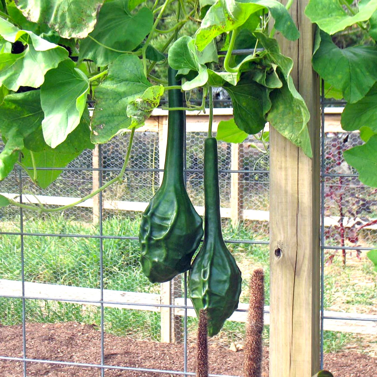 Caveman's Club Gourd (Maranka) - Image 2
