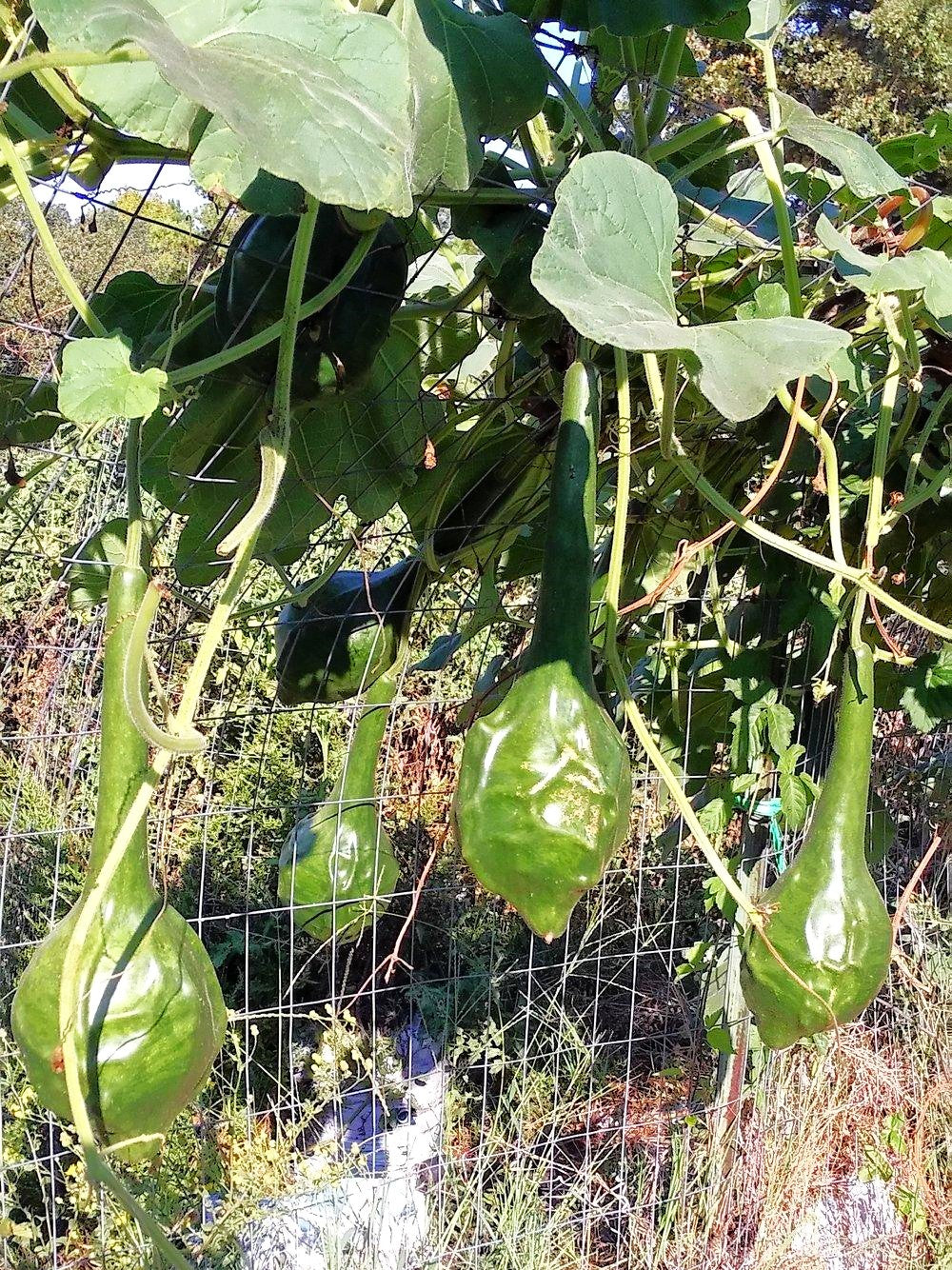 Caveman's Club Gourd (Maranka) - Image 3