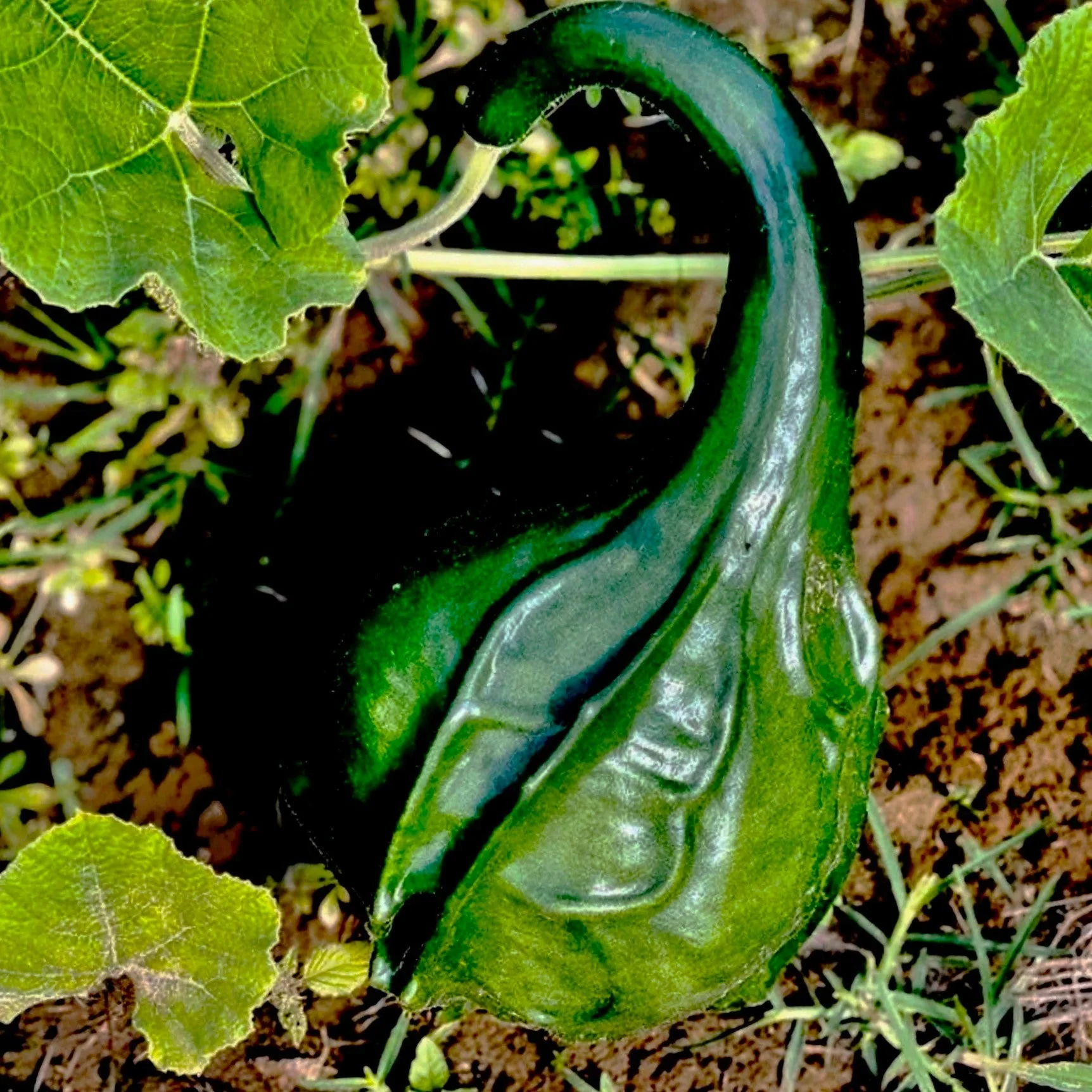 Caveman's Club Gourd (Maranka) - Image 4