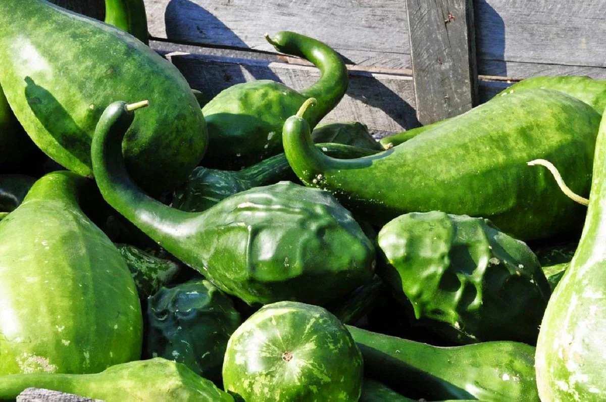 Caveman's Club Gourd (Maranka) - Image 6
