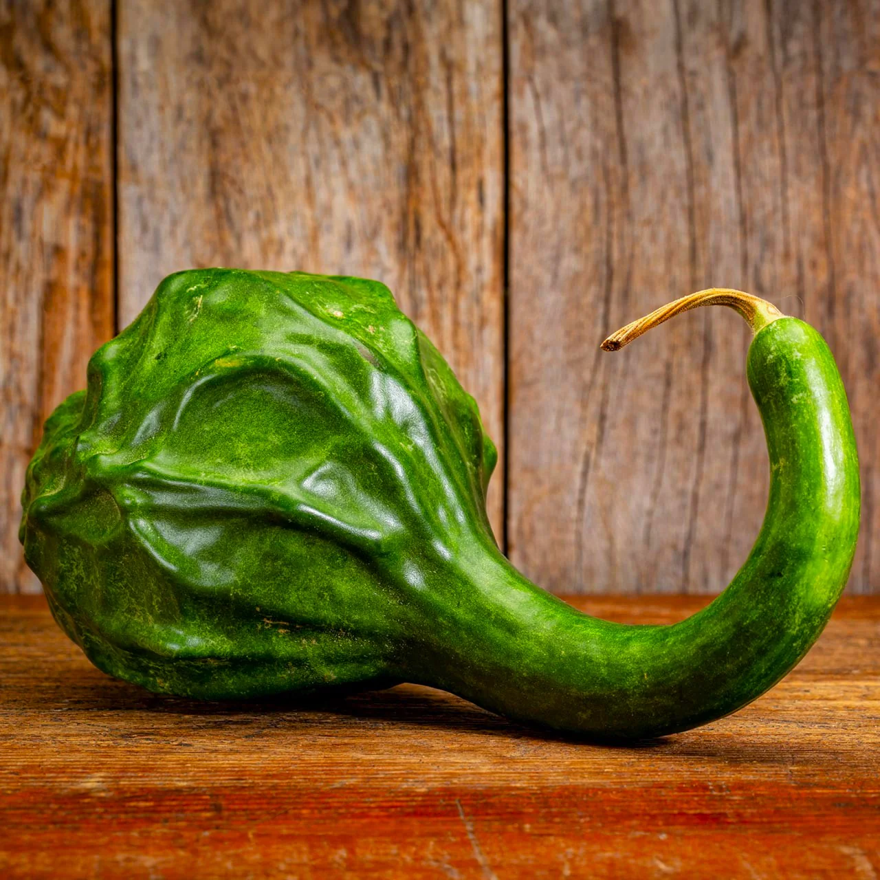 Caveman's Club Gourd (Maranka) - Image 7