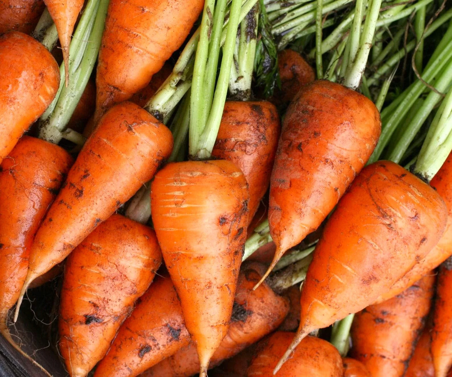 Chantenay Red Cored Carrot - Image 4