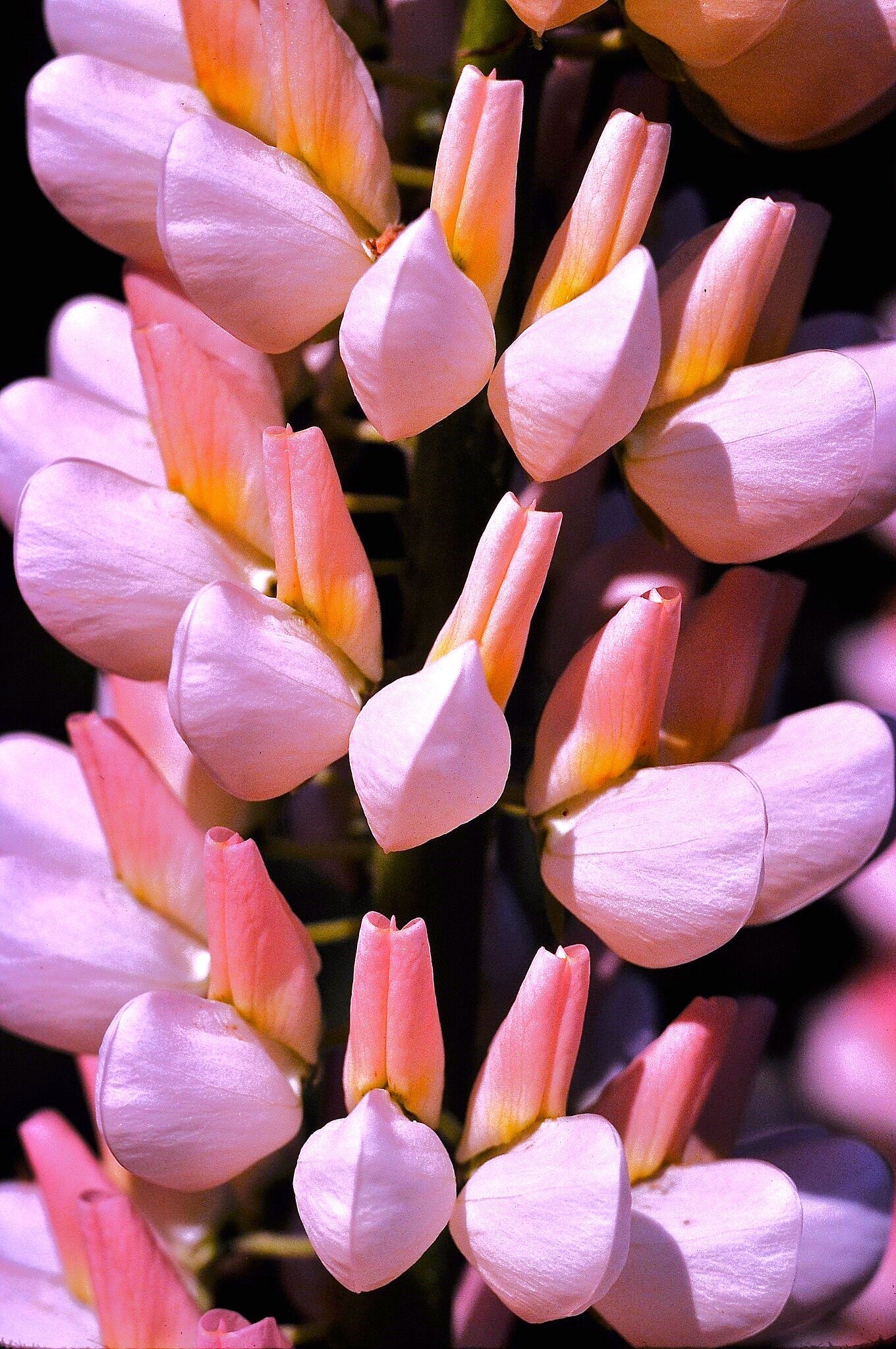 Chatelaine Pink Russell Lupine - Image 10