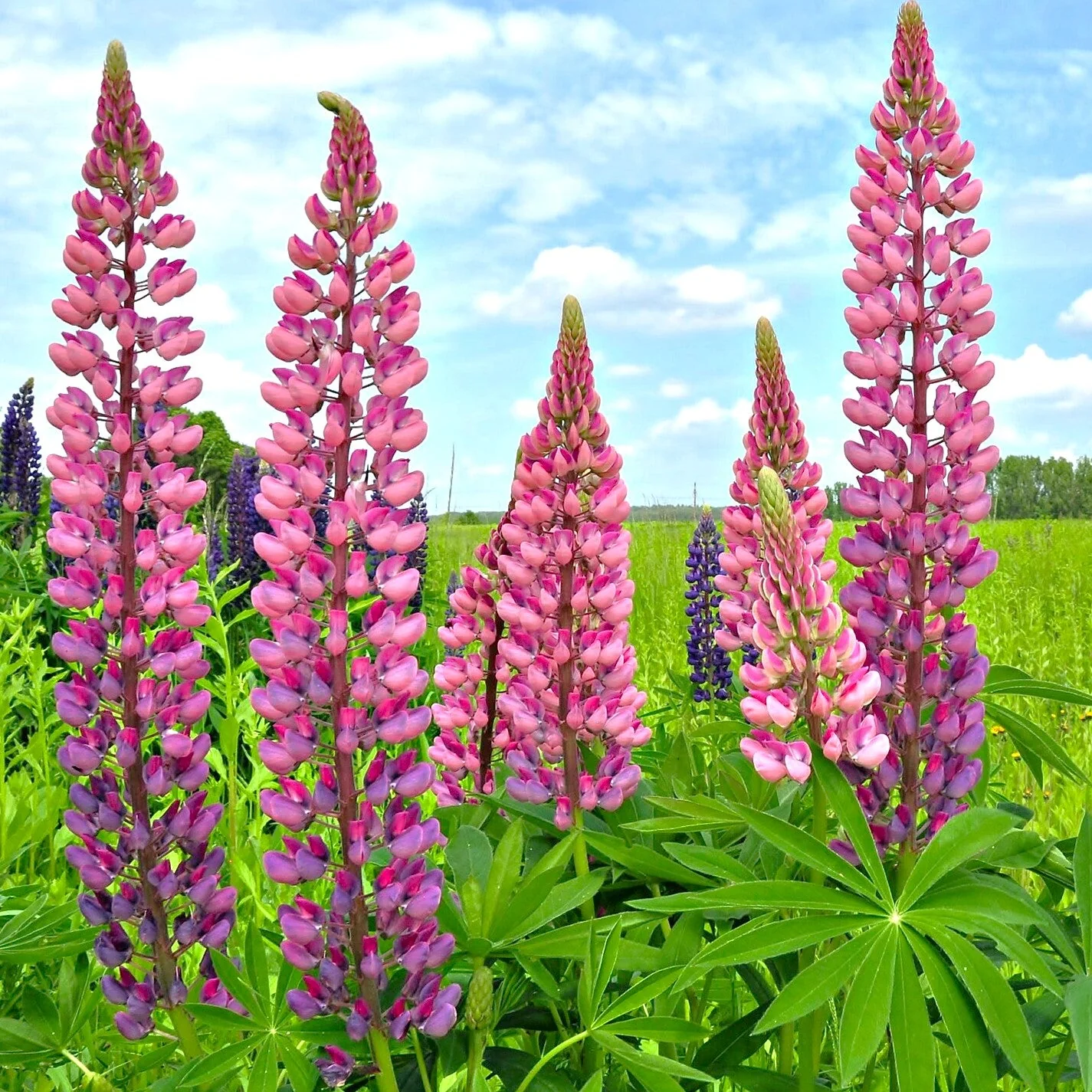 Chatelaine Pink Russell Lupine - Image 2