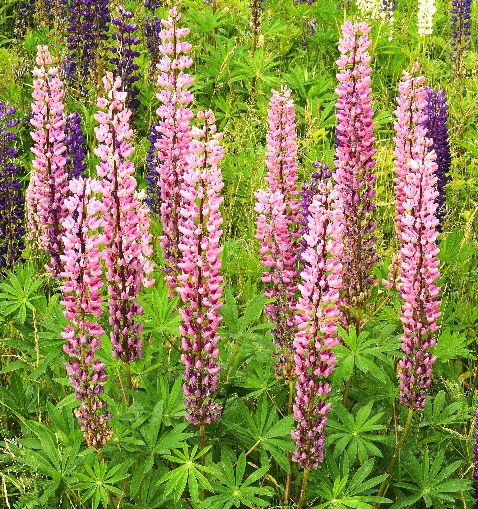 Chatelaine Pink Russell Lupine - Image 3