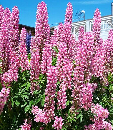 Chatelaine Pink Russell Lupine - Image 4