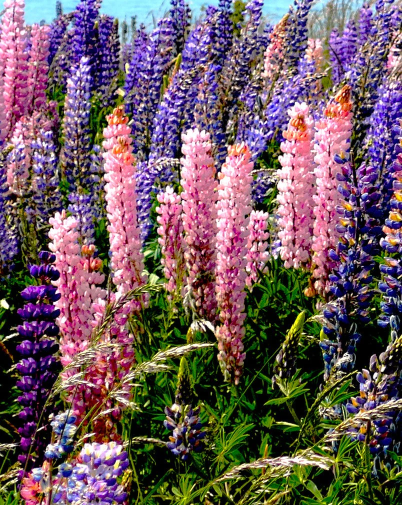 Chatelaine Pink Russell Lupine - Image 5