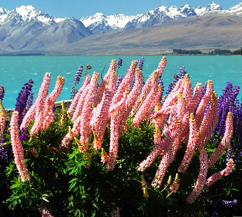Chatelaine Pink Russell Lupine - Image 6