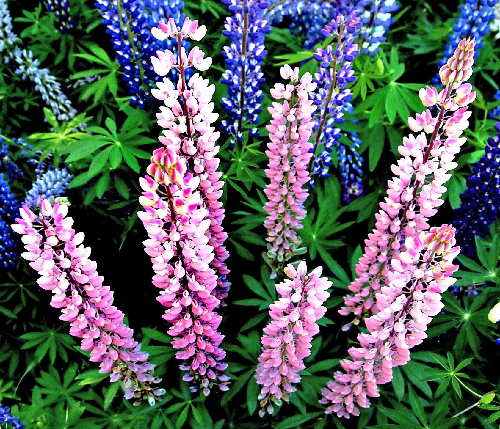 Chatelaine Pink Russell Lupine - Image 7