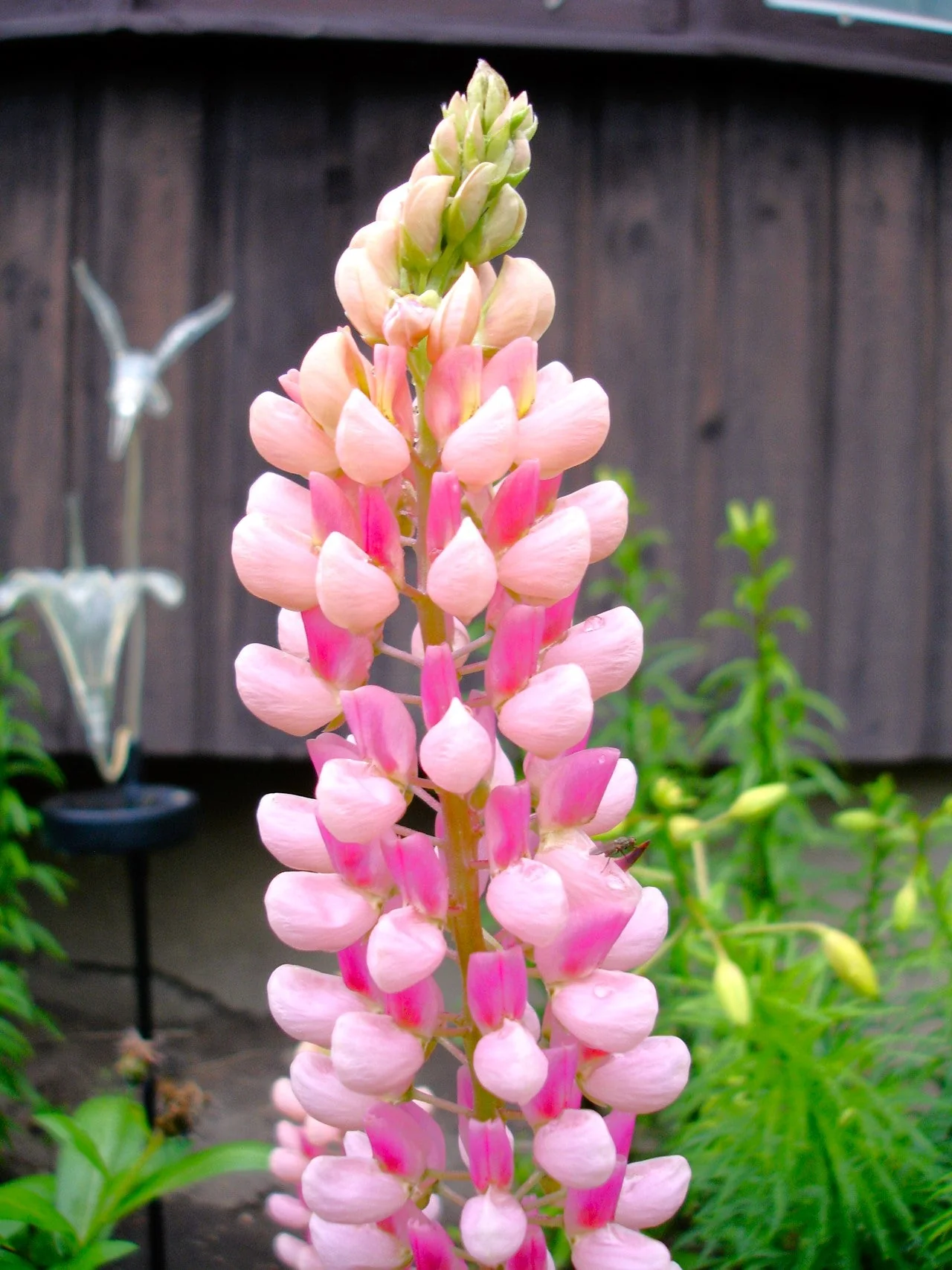 Chatelaine Pink Russell Lupine - Image 8