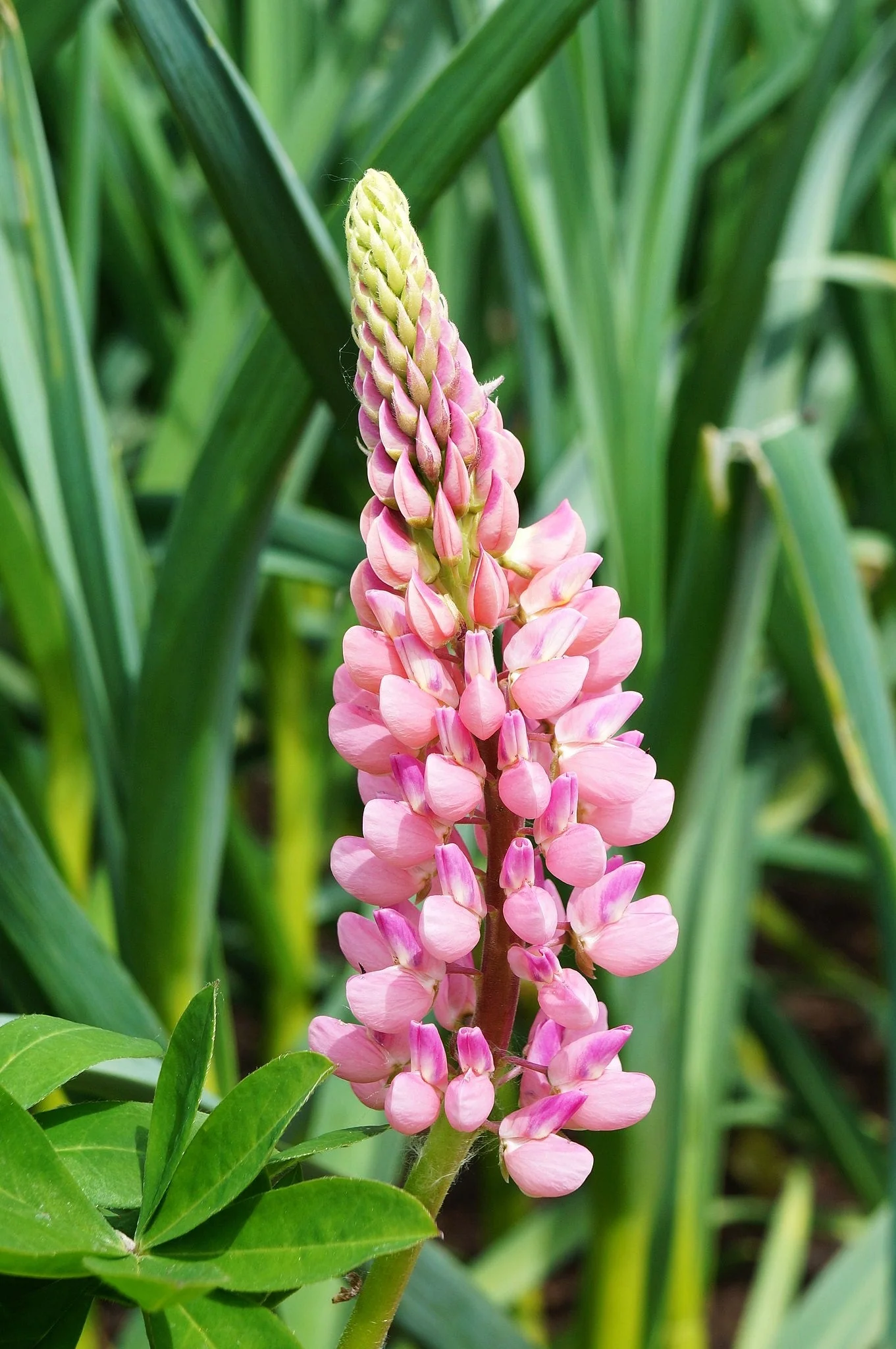 Chatelaine Pink Russell Lupine - Image 9