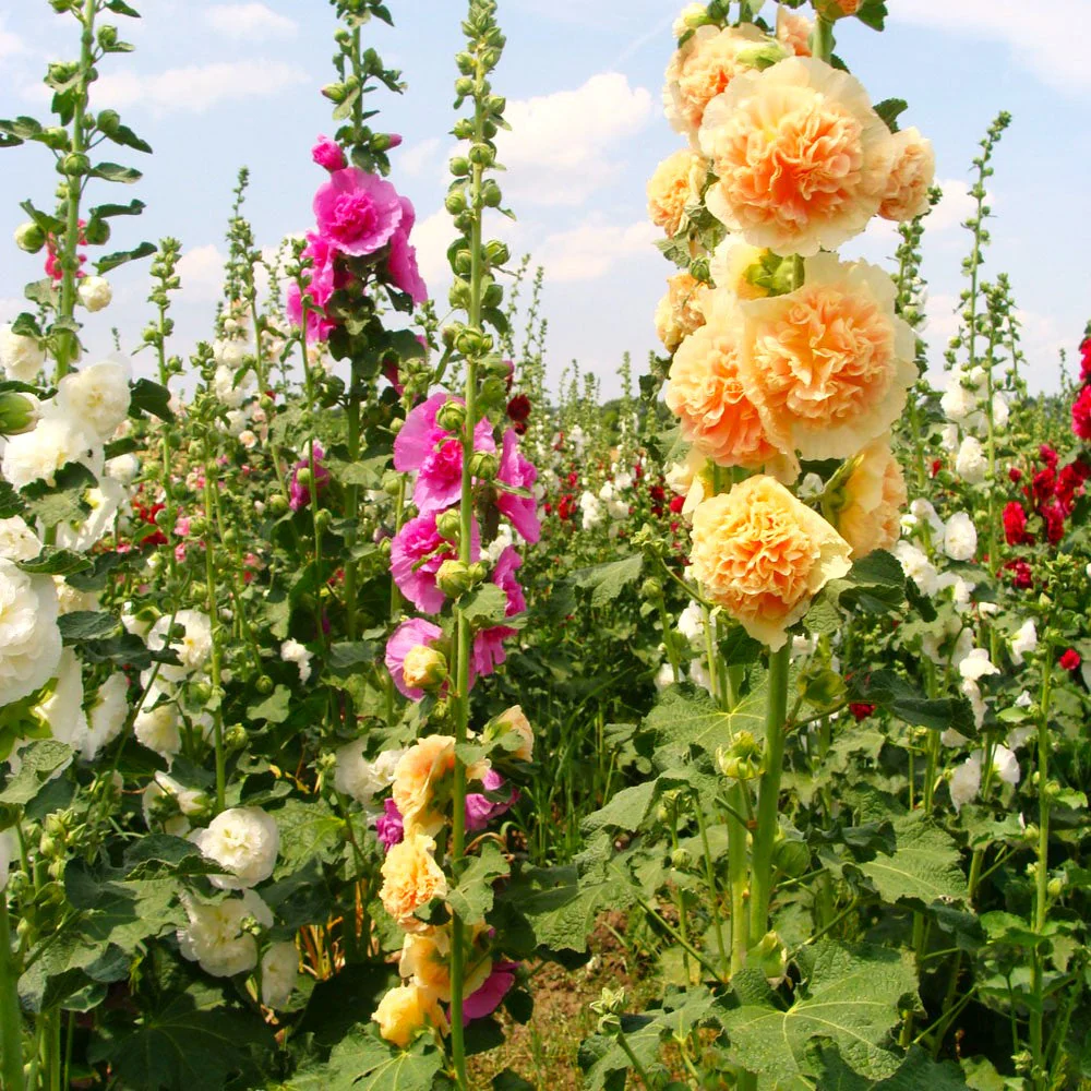 Chater's Double Mix Hollyhock - Image 2