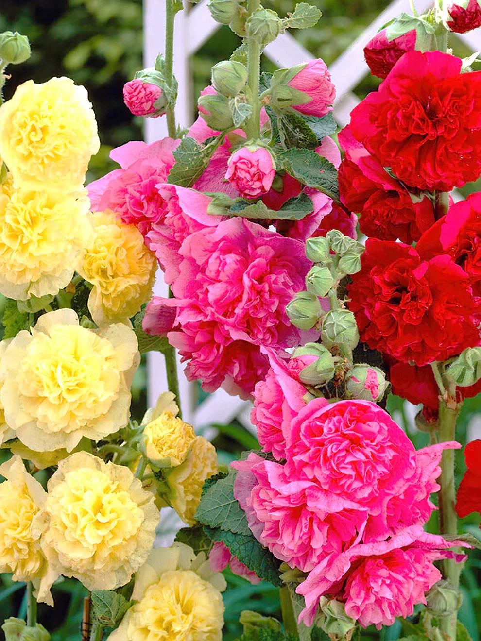 Chater's Double Mix Hollyhock - Image 3