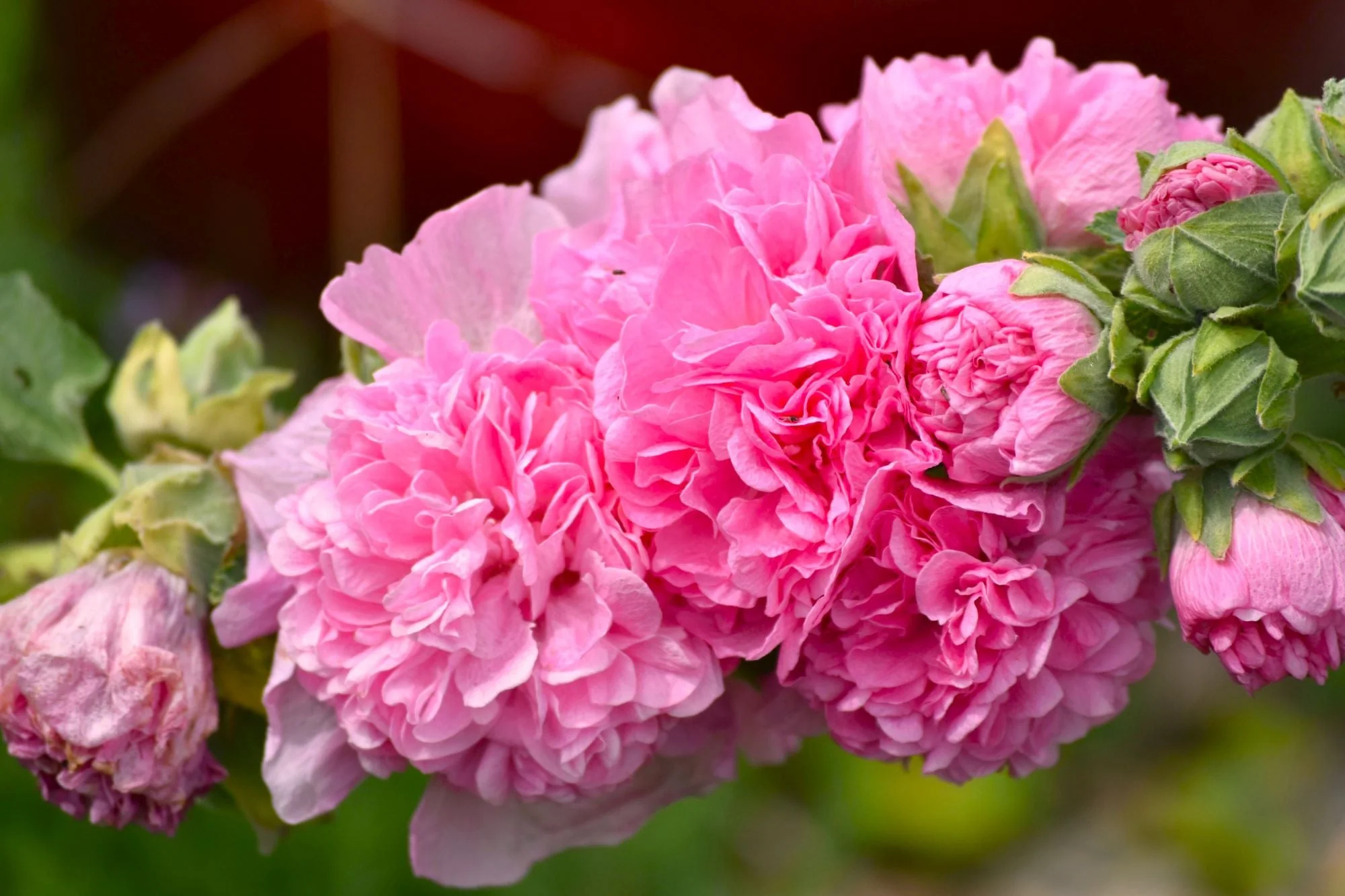 Chater's Double Mix Hollyhock - Image 5
