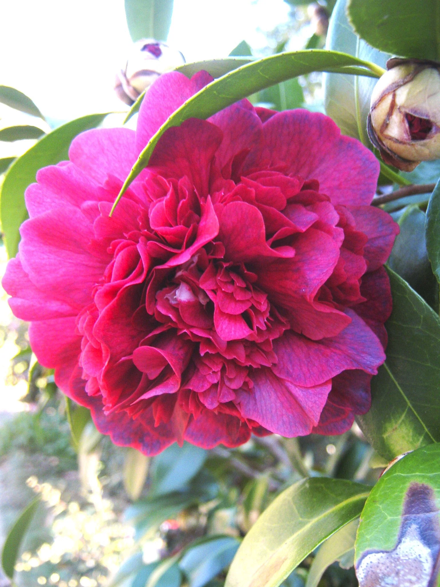 Chater's Double Mix Hollyhock - Image 7