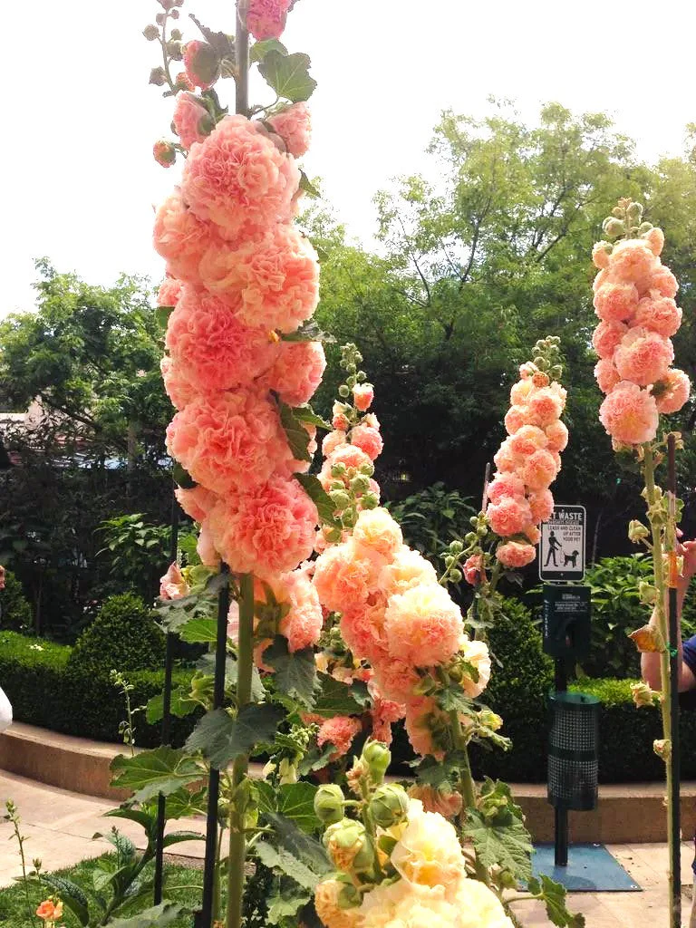 Chater's Double Mix Hollyhock - Image 8