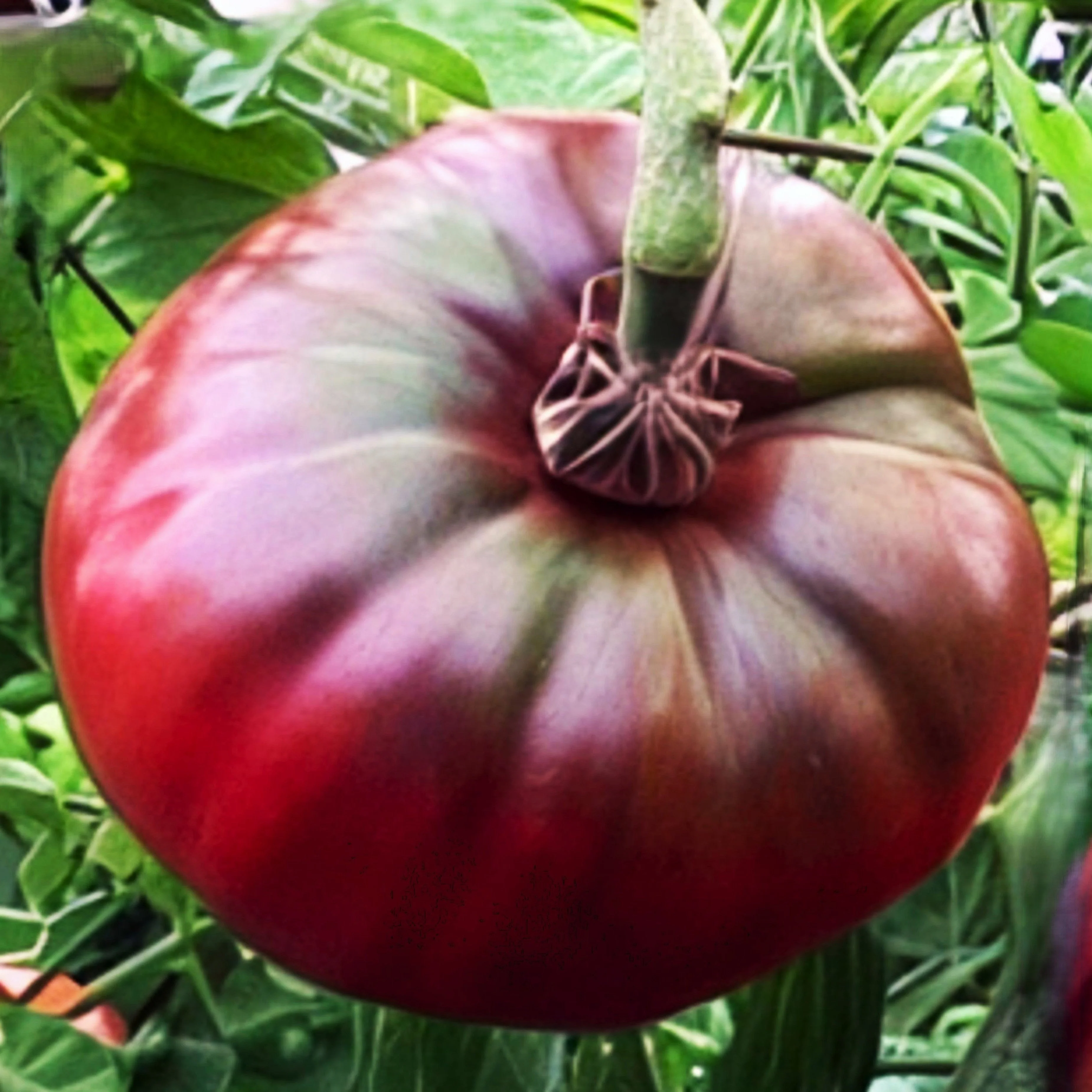 Tomatoes
