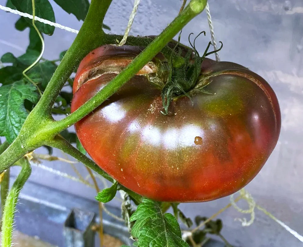 Cherokee Purple Tomato - Image 3