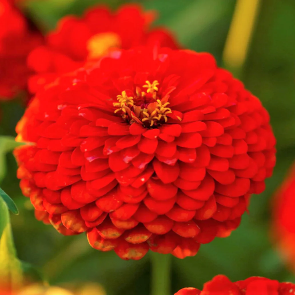 Cherry Queen Zinnia