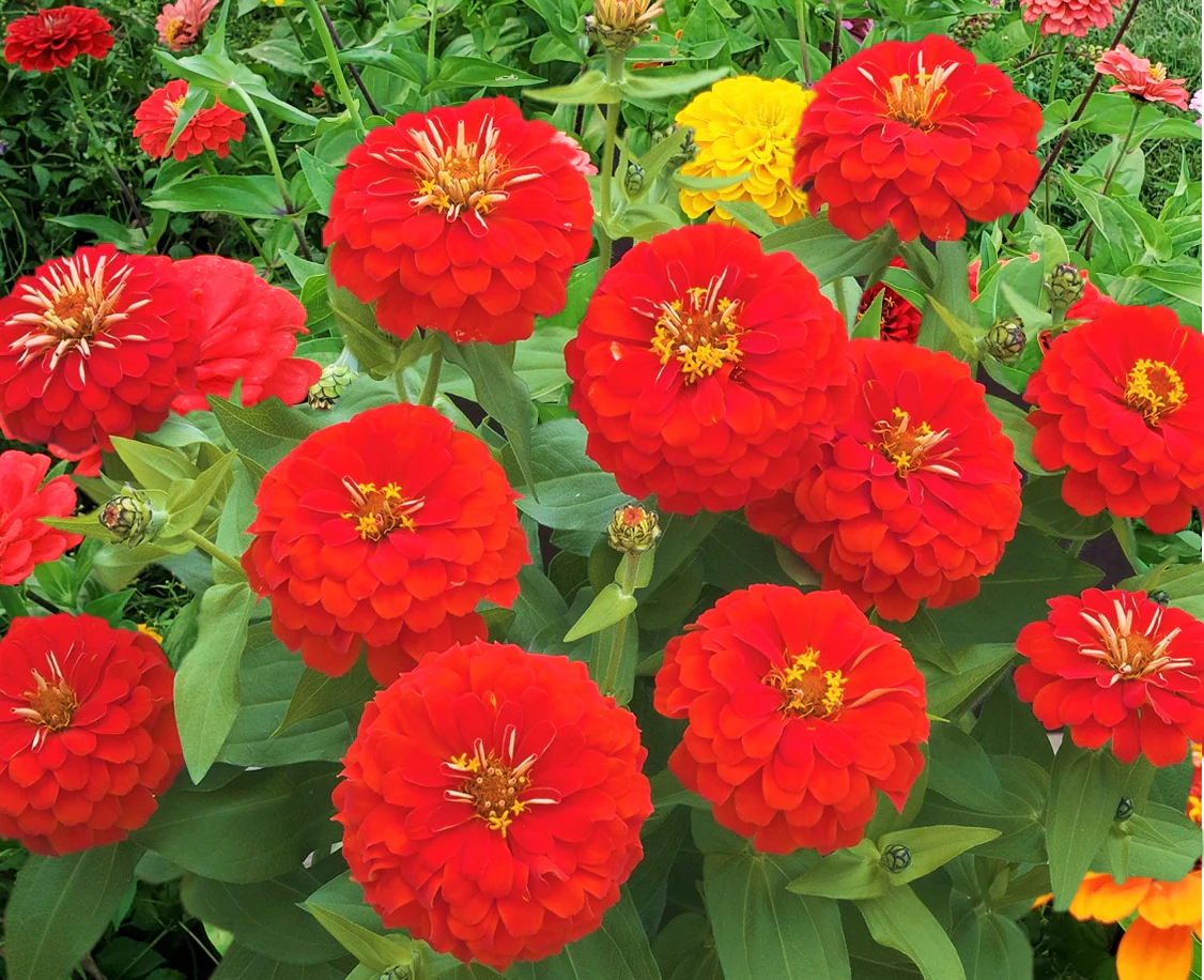 Cherry Queen Zinnia - Image 2