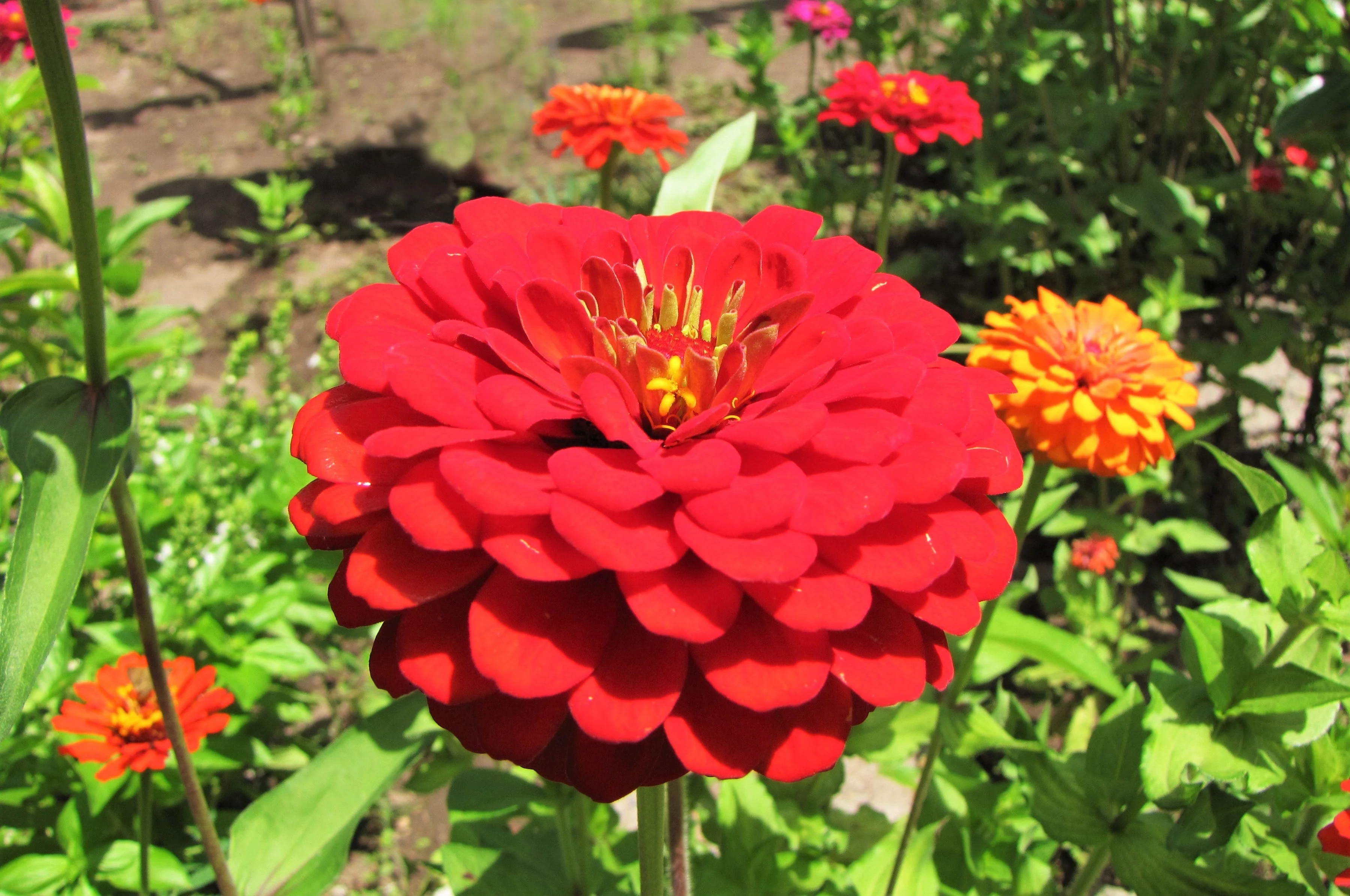 Cherry Queen Zinnia - Image 3