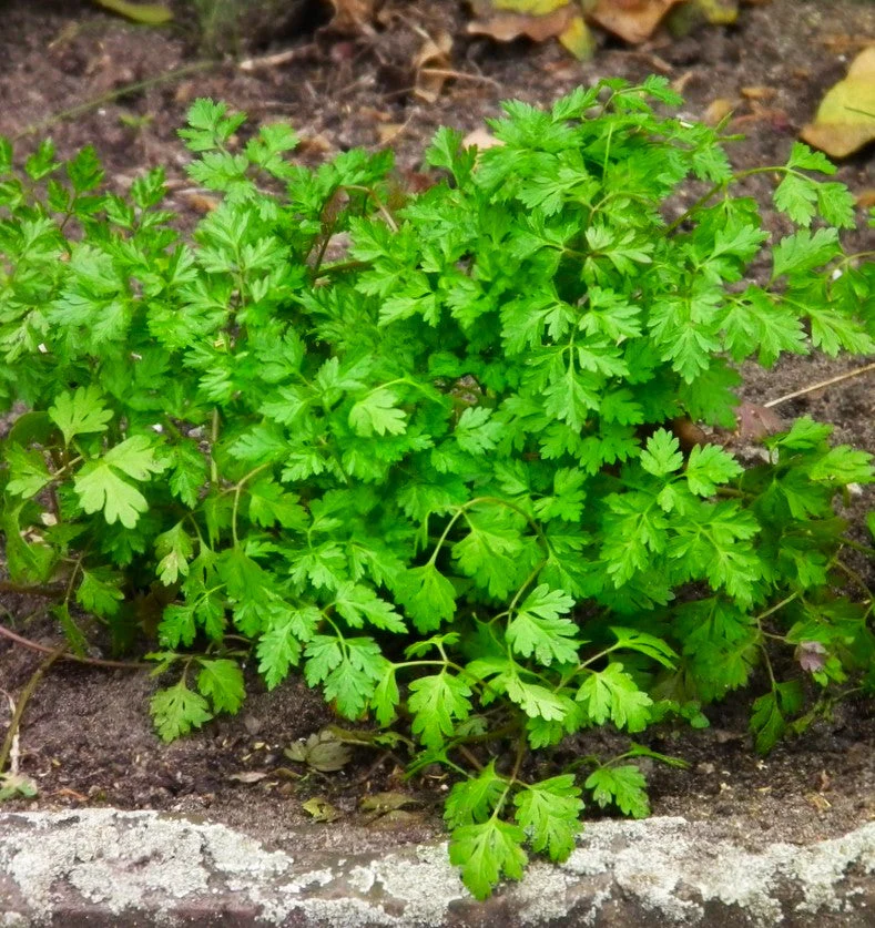 Chervil - Image 2