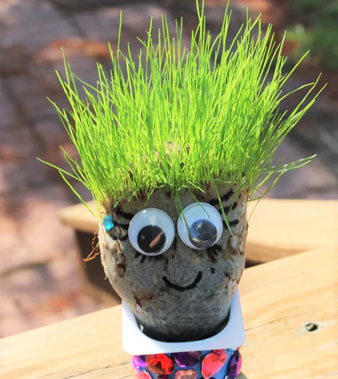 Chia - Image 8