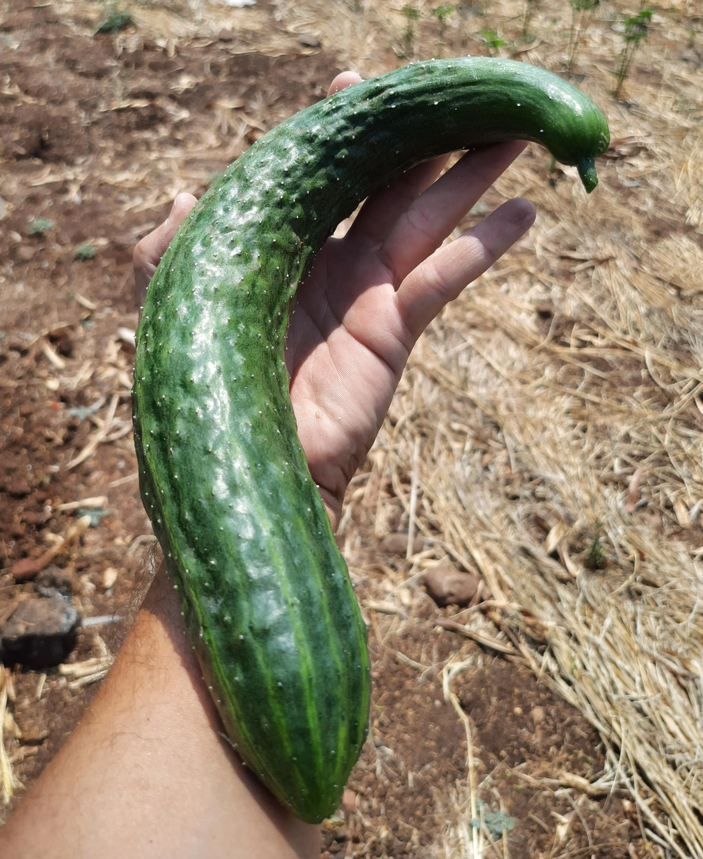 China Jade Burpless Cucumber - Image 4