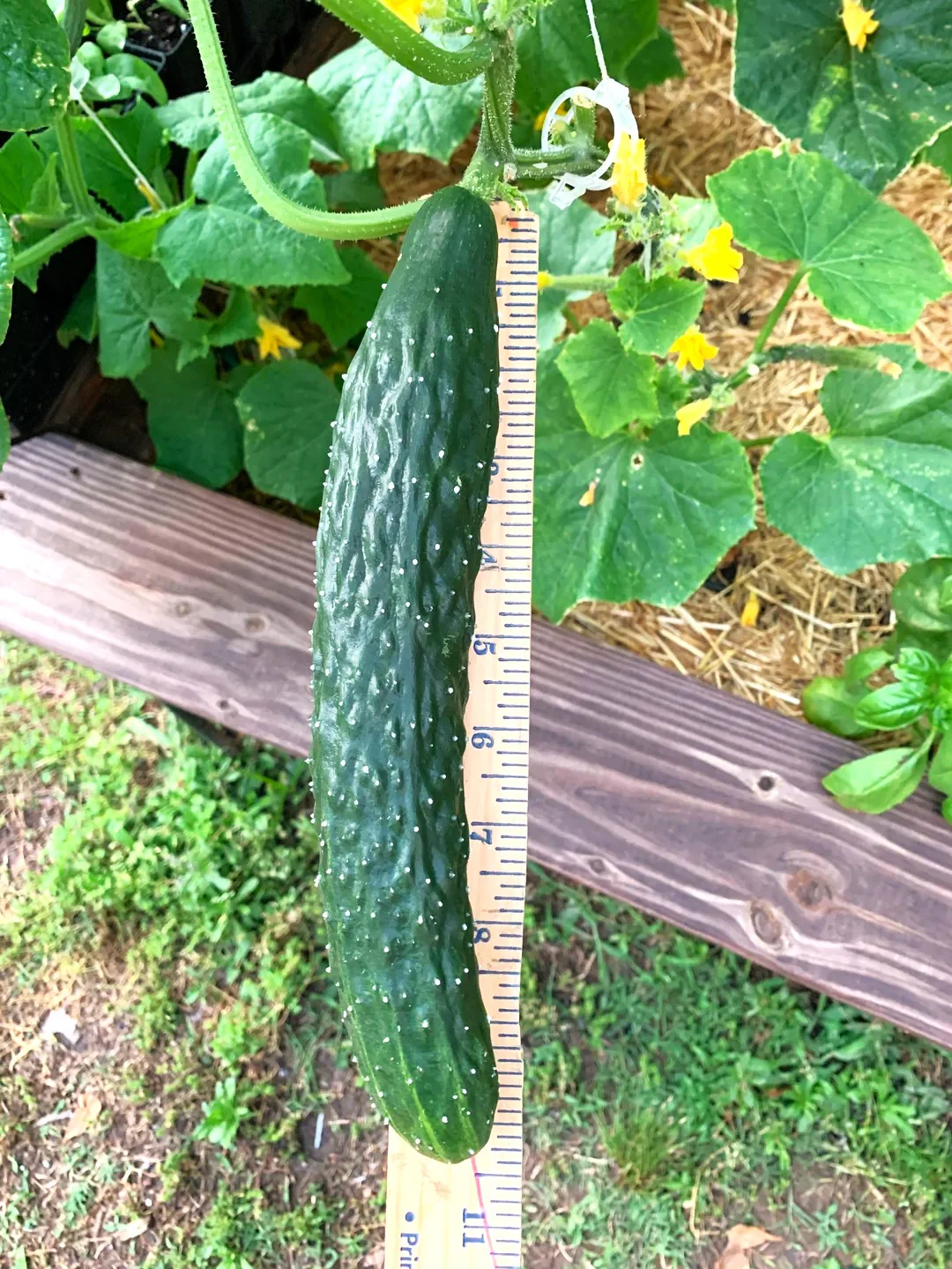 China Jade Burpless Cucumber - Image 5