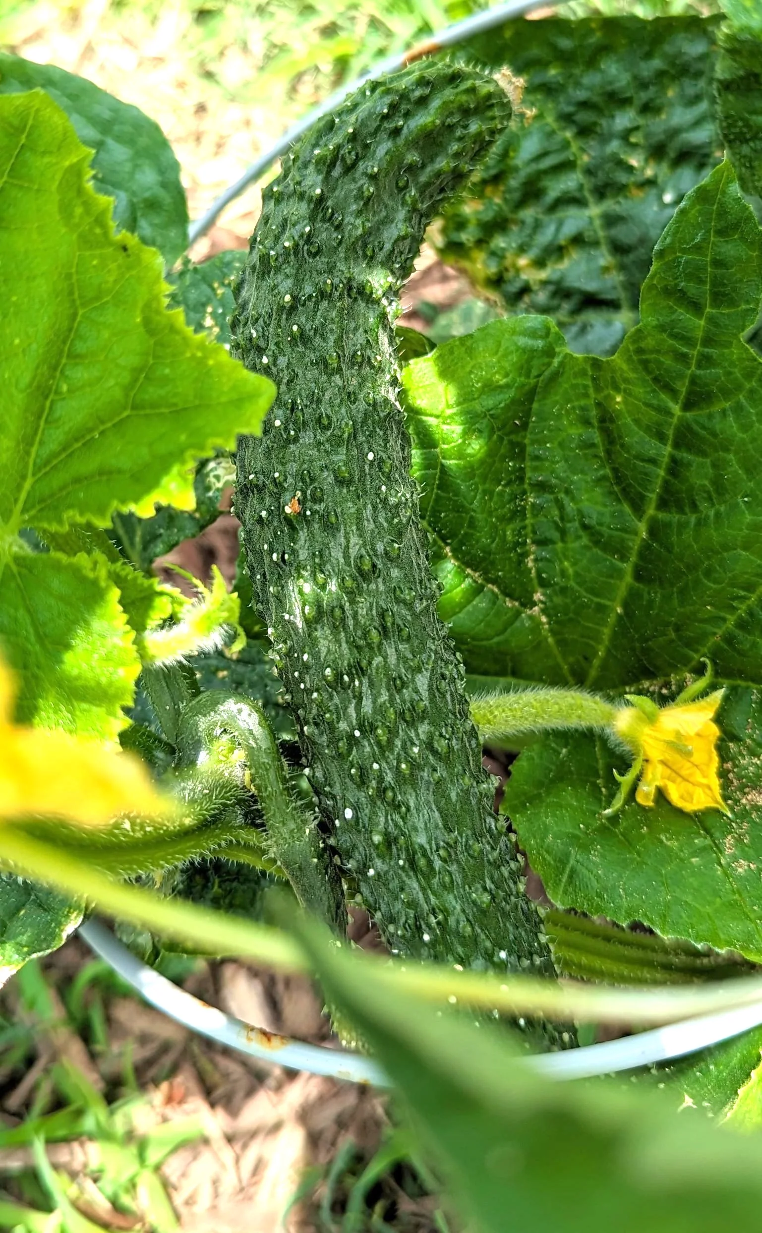 China Jade Burpless Cucumber - Image 6