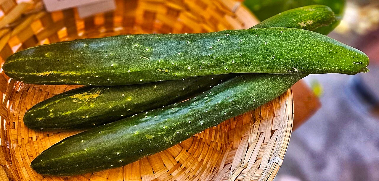 China Jade Burpless Cucumber - Image 8
