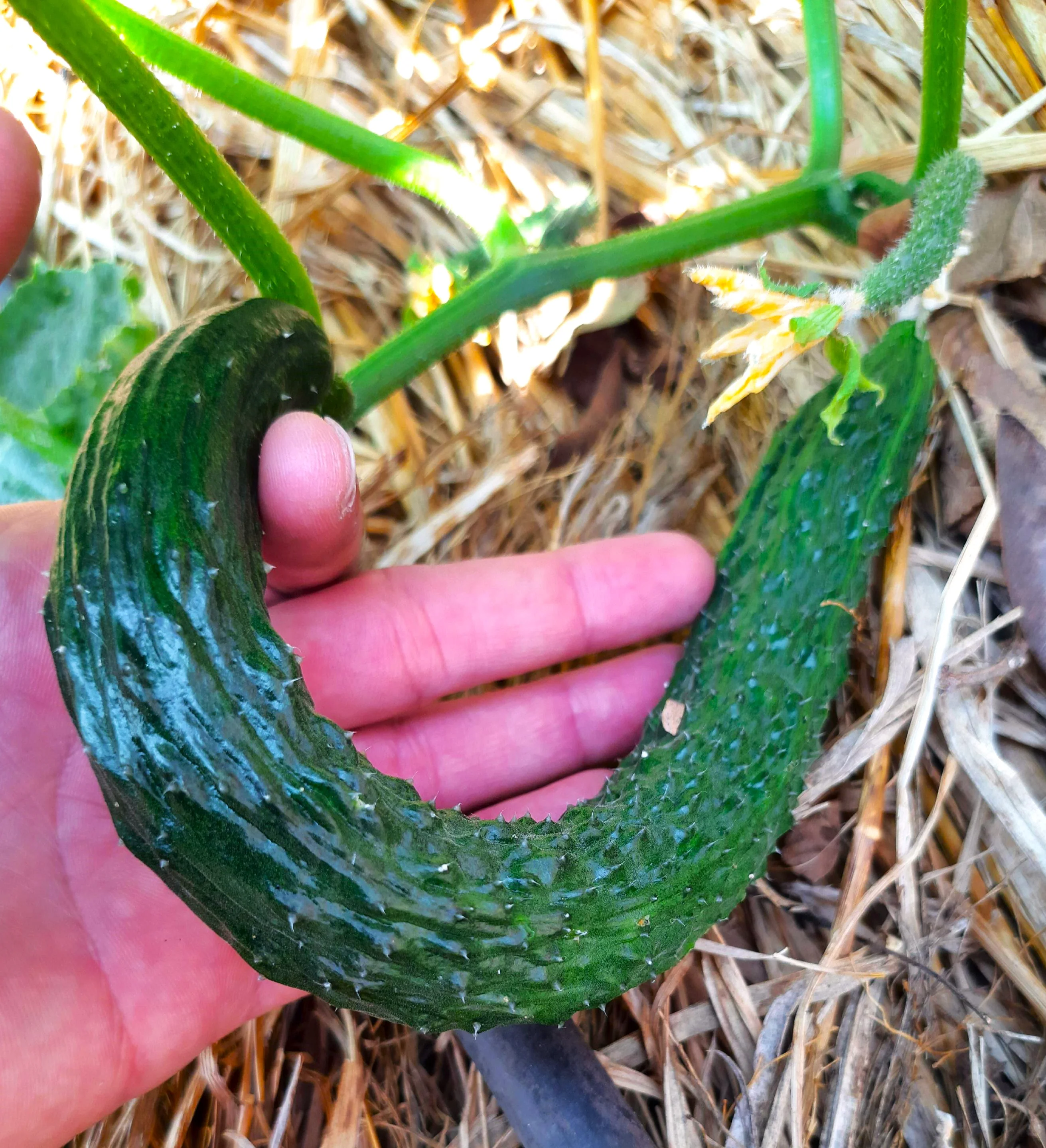 China Jade Burpless Cucumber - Image 9