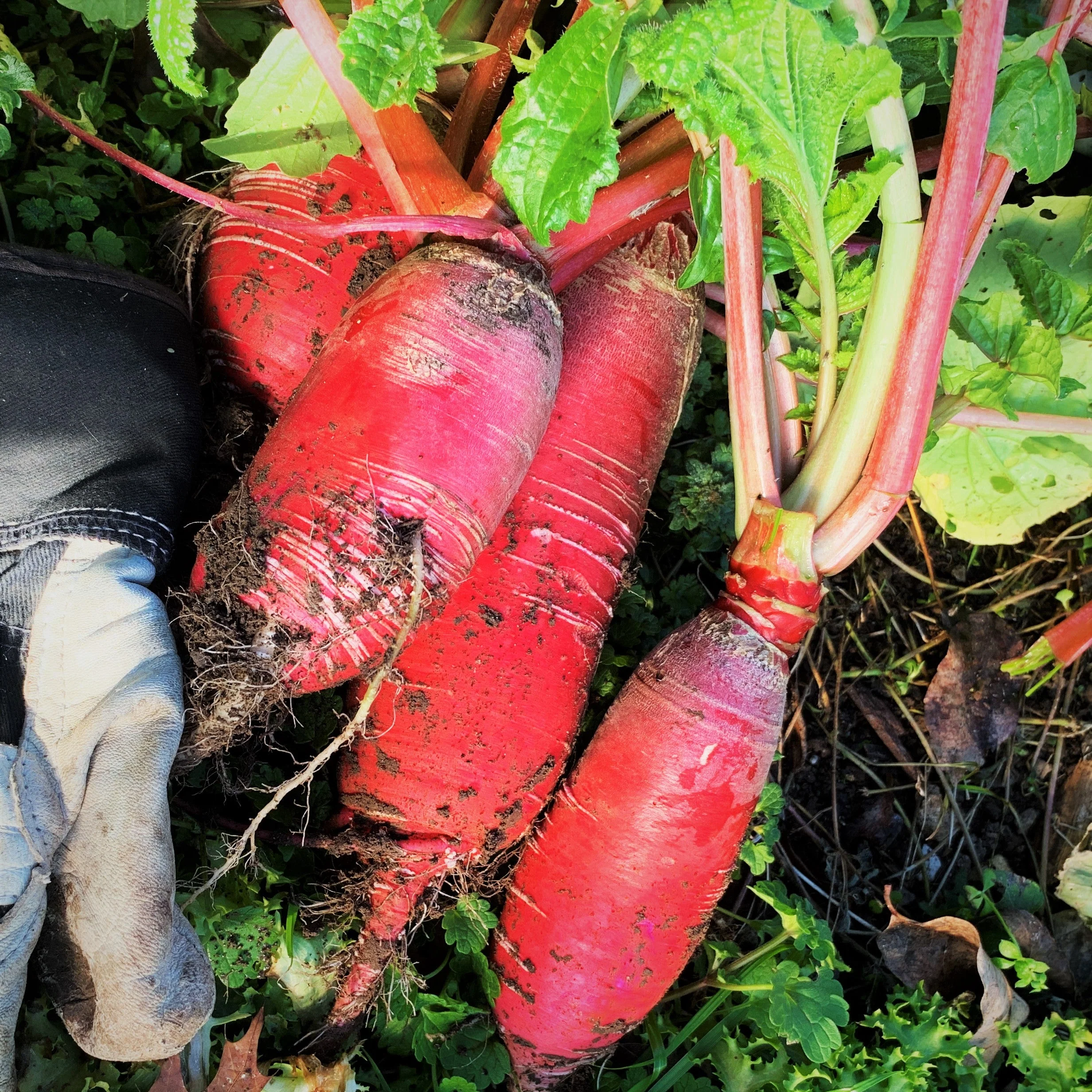 China Rose Radish - Image 3