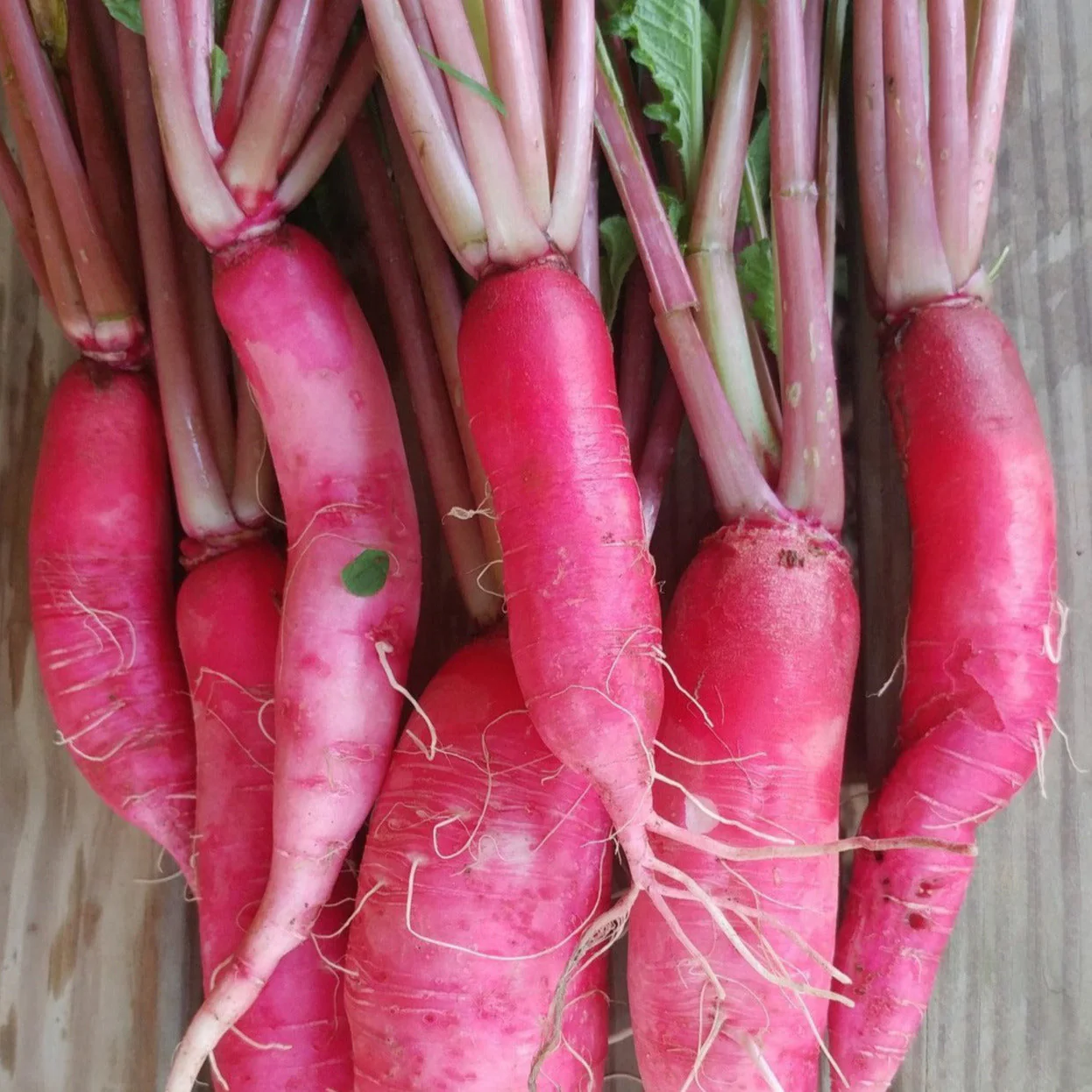 China Rose Radish - Image 5