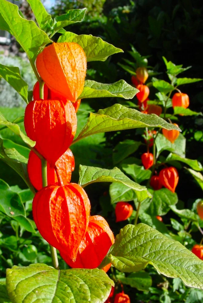 Chinese Lantern Plant - Image 2