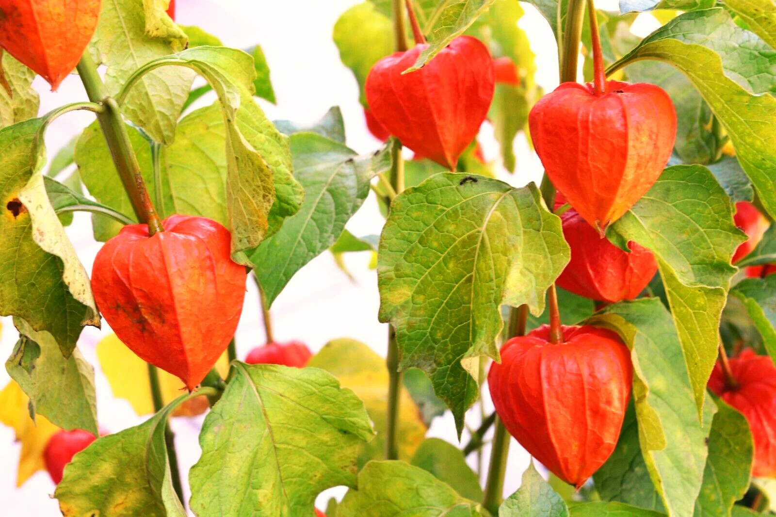 Chinese Lantern Plant - Image 3