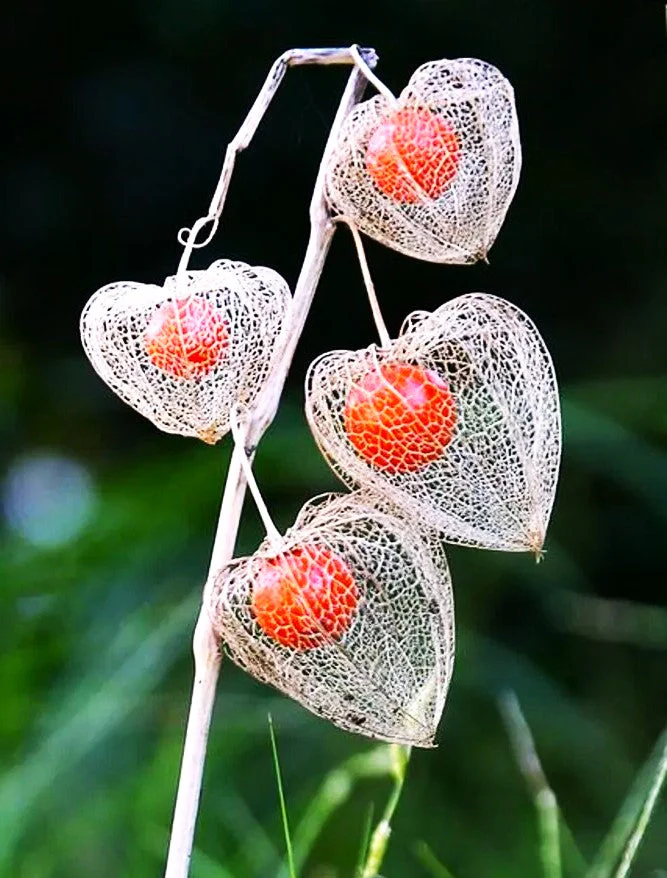 Chinese Lantern Plant - Image 4