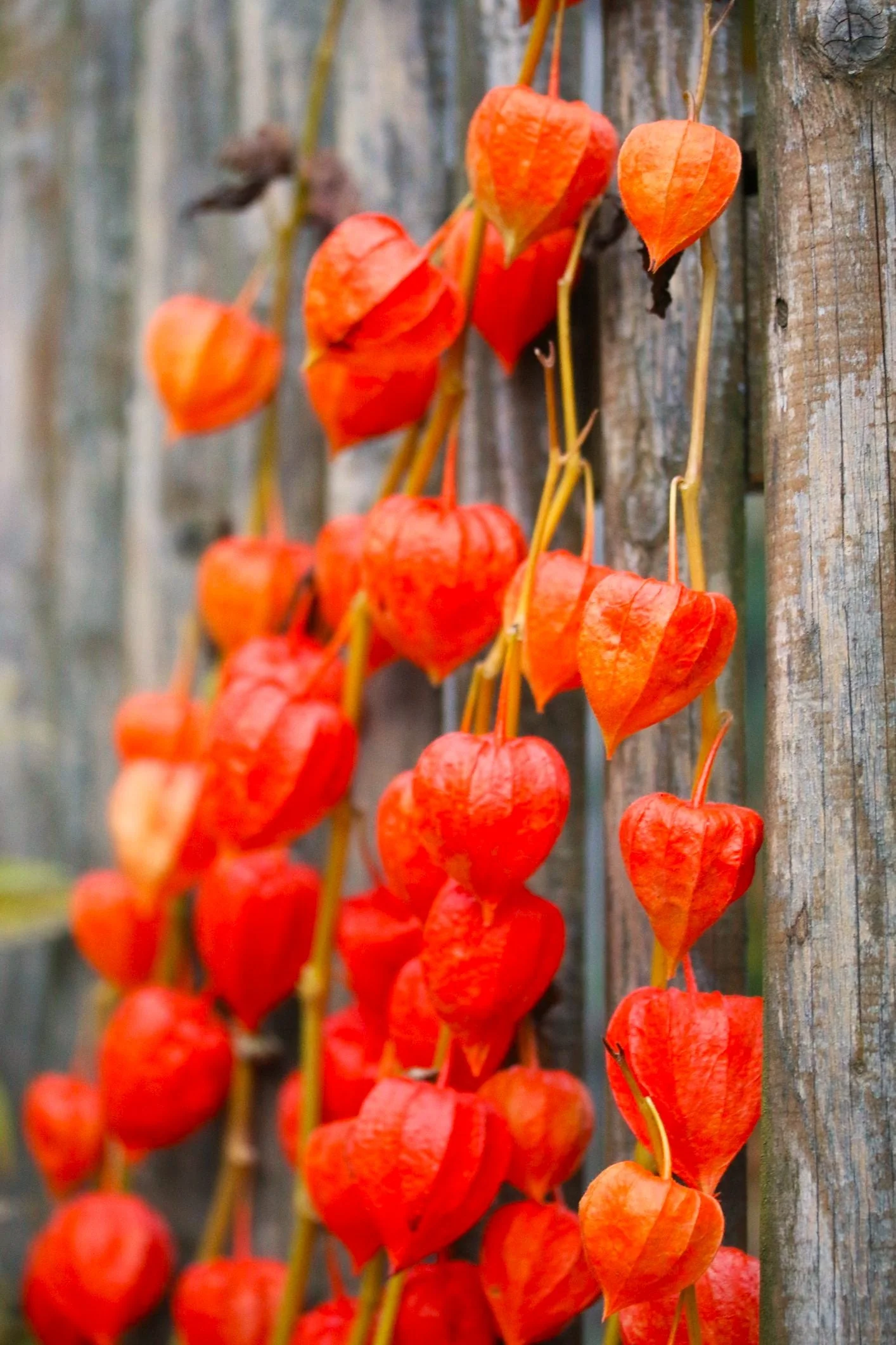 Chinese Lantern Plant - Image 5