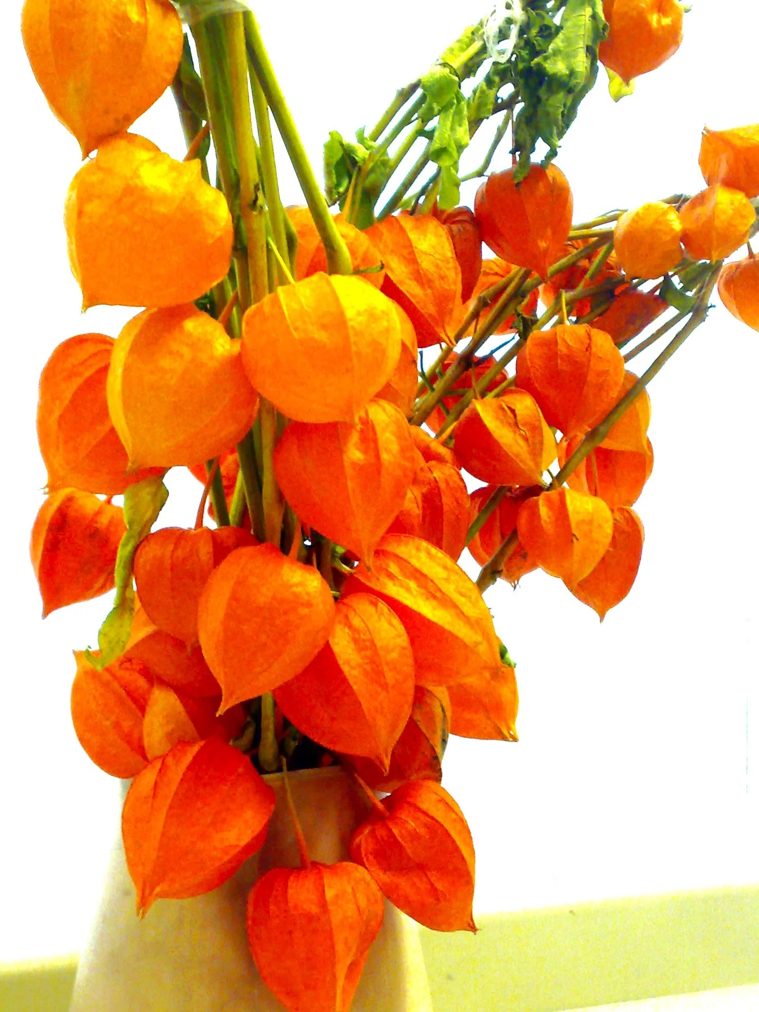Chinese Lantern Plant - Image 8