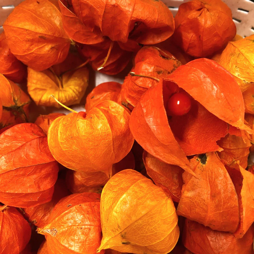 Chinese Lantern Plant - Image 9