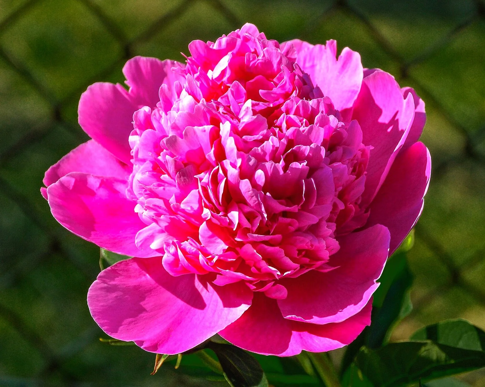Chinese Peony - Image 2