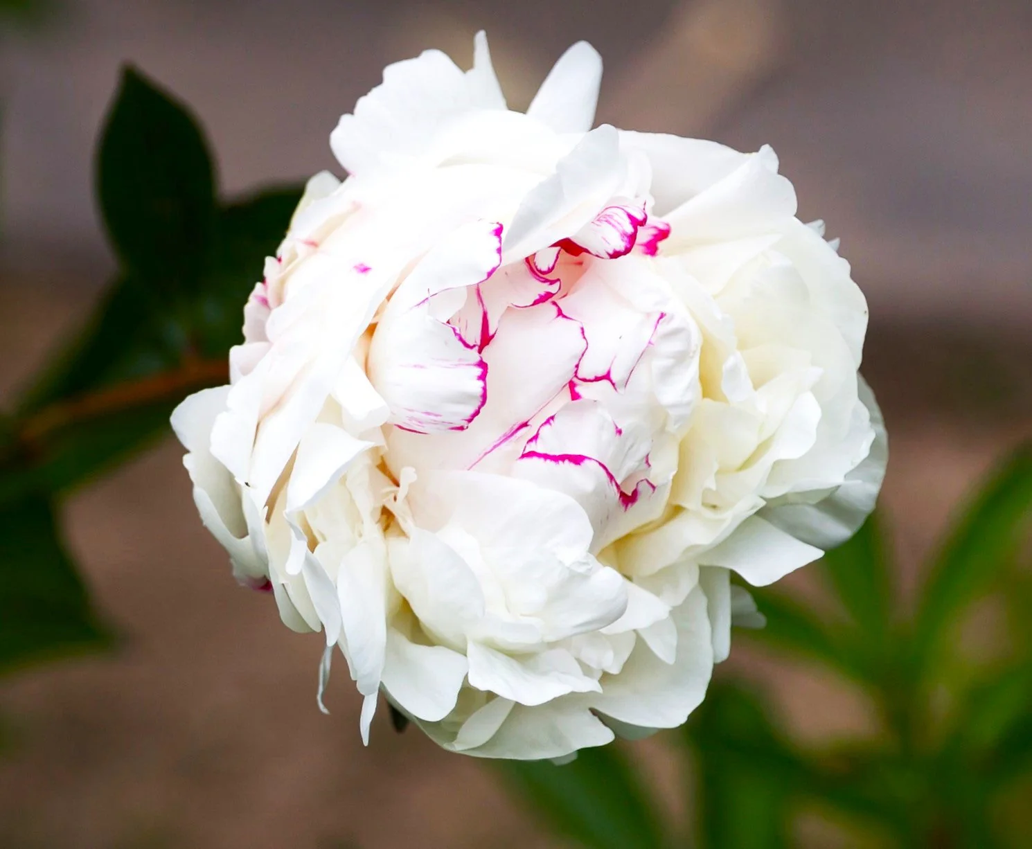 Chinese Peony - Image 3