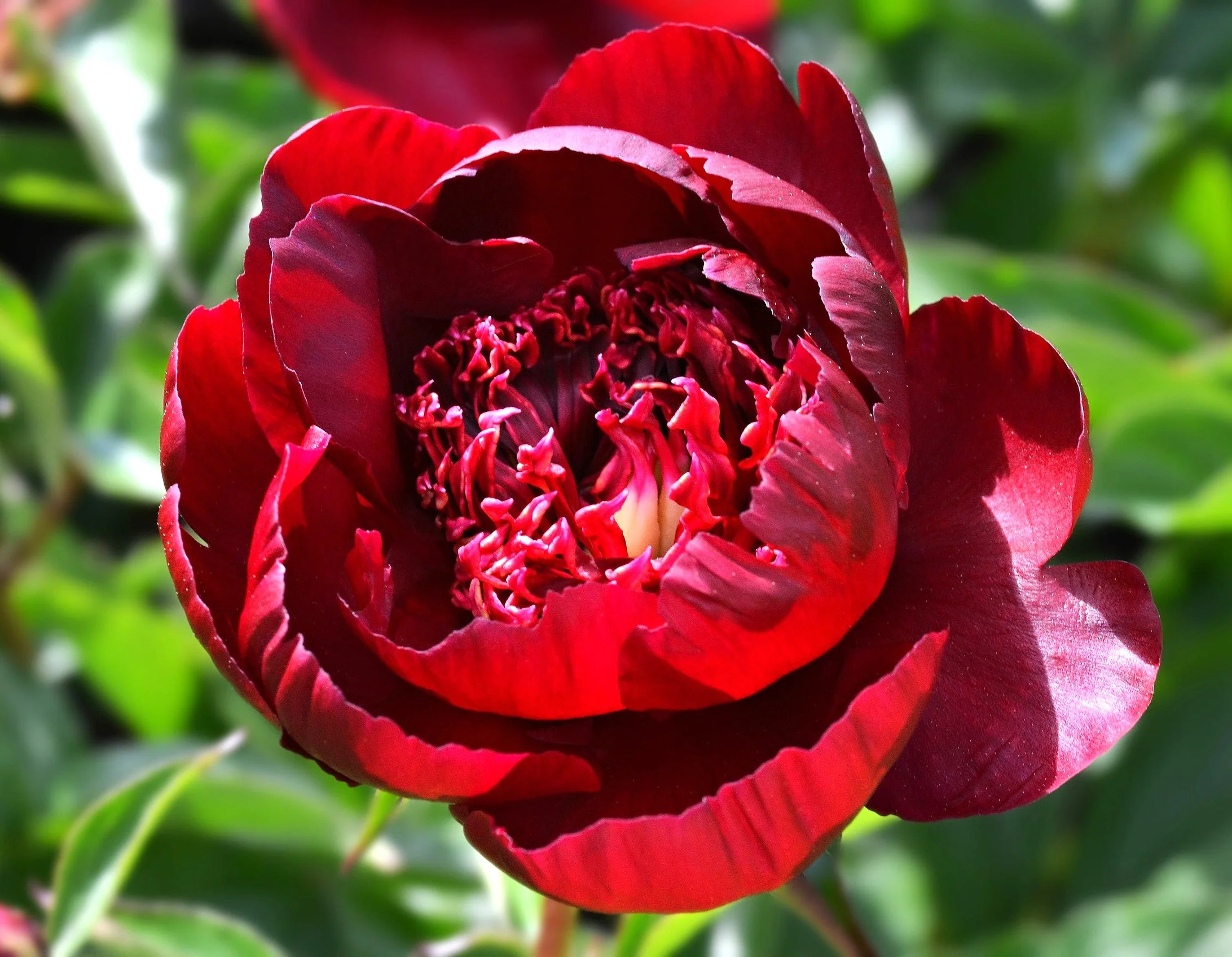 Chinese Peony - Image 4
