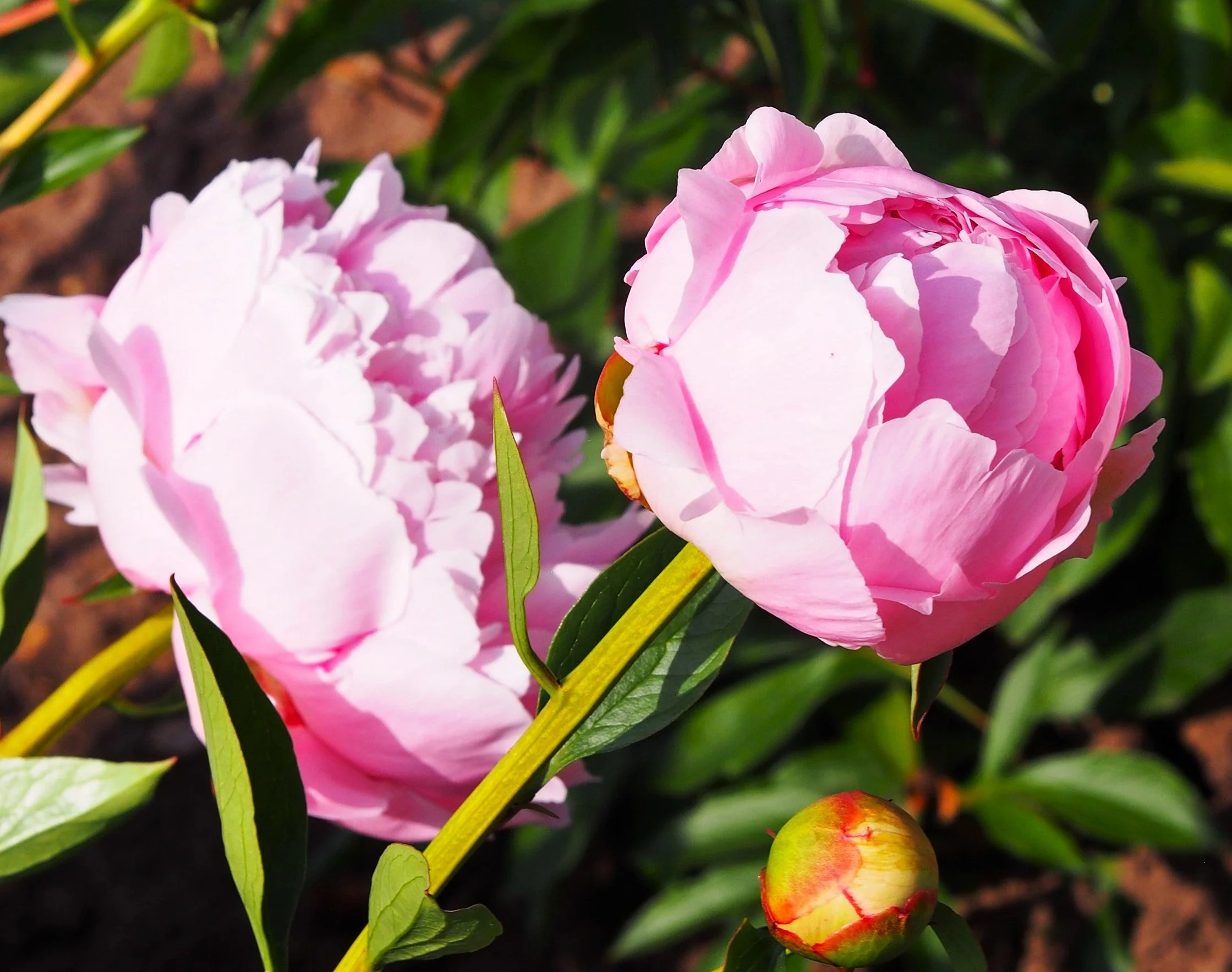 Chinese Peony - Image 5