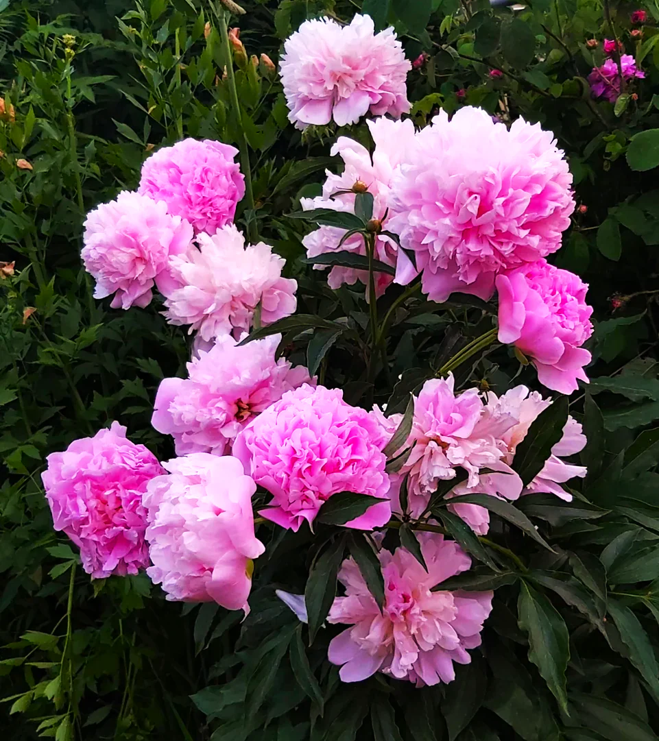 Chinese Peony - Image 7