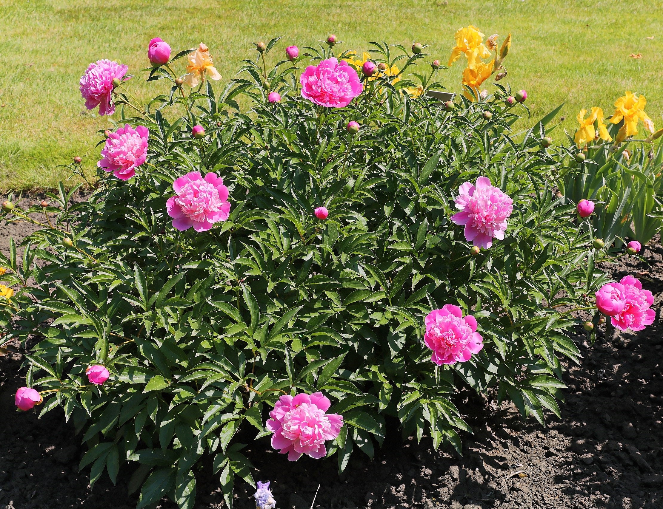 Chinese Peony - Image 9